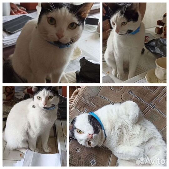 Кошечка юниор в подъезде