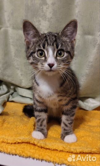Котëнок девочка в дар