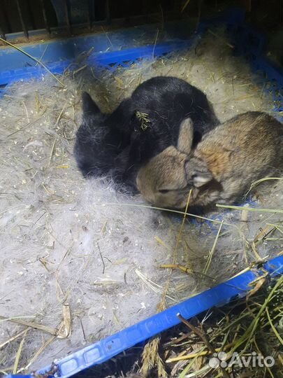 Мини кролики оптом