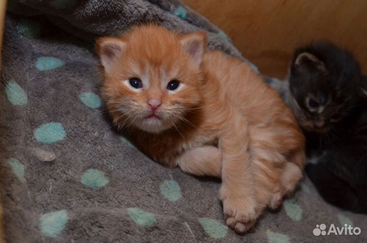 Котята мейн-кун