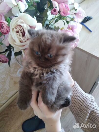 Отдам в дар котят