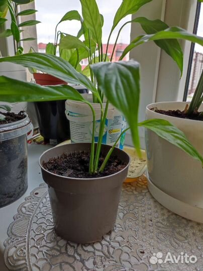 Растение золотой ус, толстянка, Спатифиллум