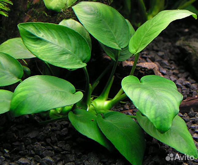 Растения аквариумные. Анубиас. эхинодорус