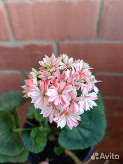 Герань пеларгония