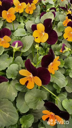 Растения в ассортименте (саженцы/цветы)