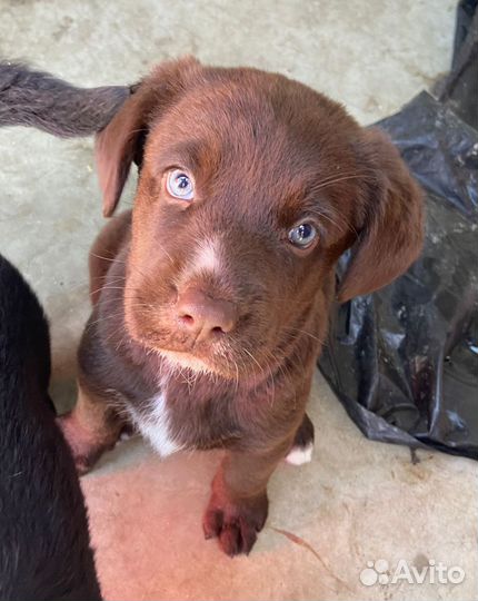 Щенки девочка и мальчик в добрые руки
