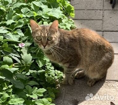 Кошка-мышеловка серая с рыжим подшорстком