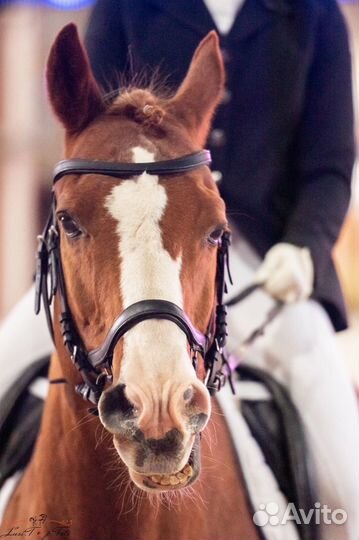 Жеребец 17 лет