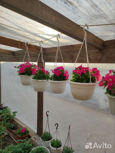 Цветы и готовые клумбы, саженцы клубники