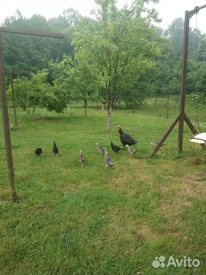 Молодая птица