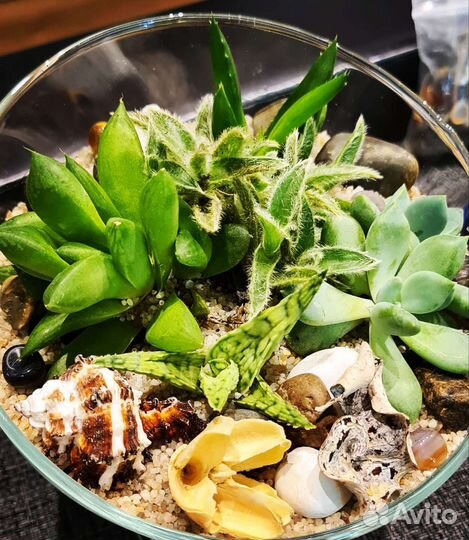 Флорариум на заказ суккуленты