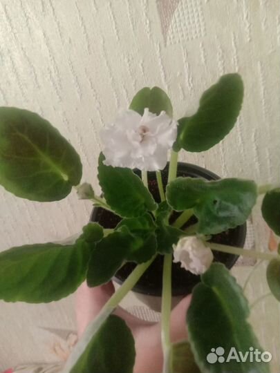 Фиалка букет невесты