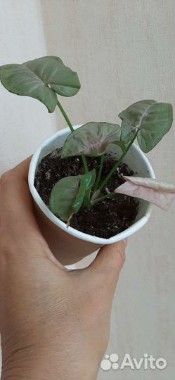 Сингониумы разные