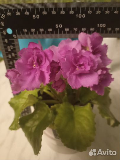 Фиалка Фикус