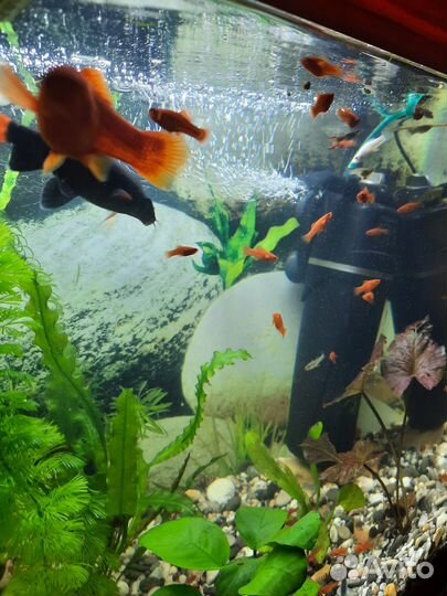 Аквариумные рыбки