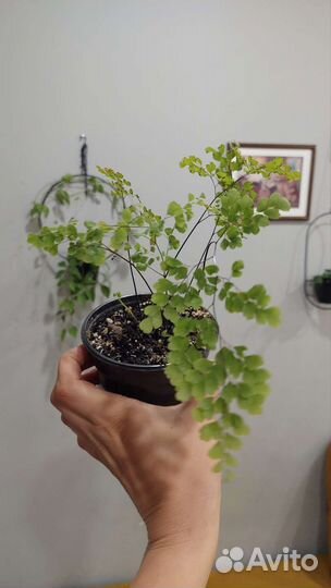 Калатея, равен, маранта, антуриум, Эпифиллум