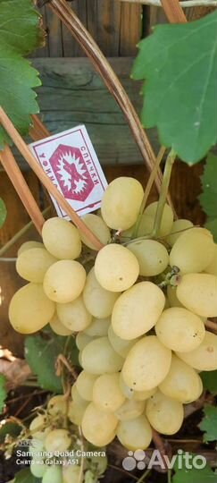 Саженцы винограда