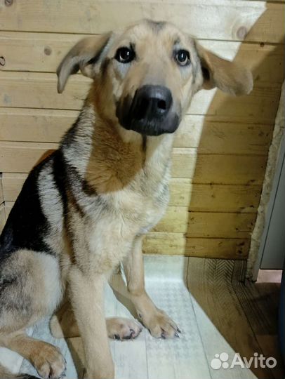 Щенки в дар