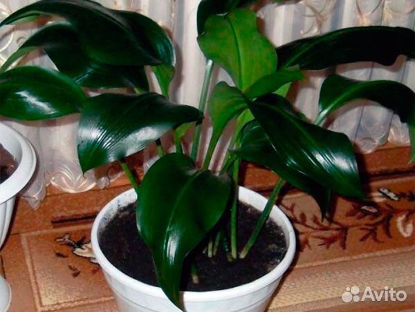 Комнатные цветы эухарис