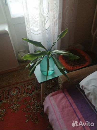 Пальма юкка