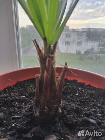 Пальма трахикарпус форчуна