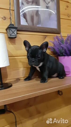 Французский бульдог щенки мини