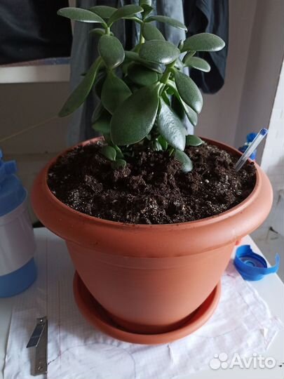 Денежное дерево