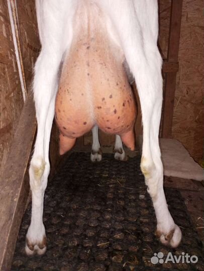 Зааненские дойные козы. Чешский козлик