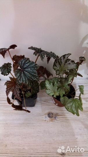 Сансевиерия сортовая, бегония