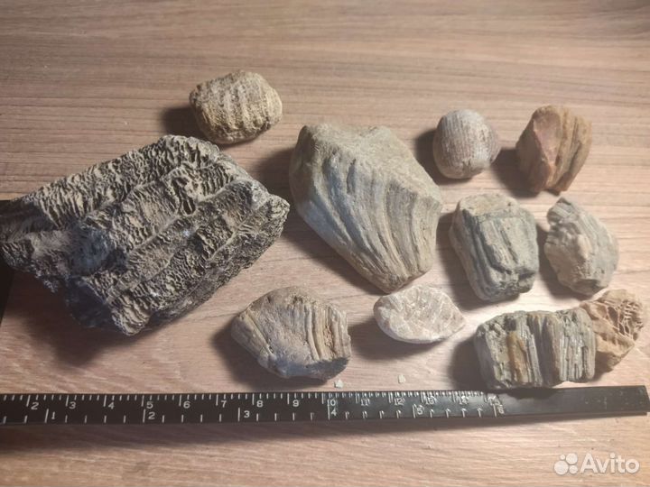 Кораллы, набор