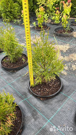 Туя смарагд