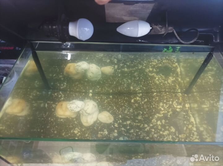Аквариум 50 литров. Грунт, свет
