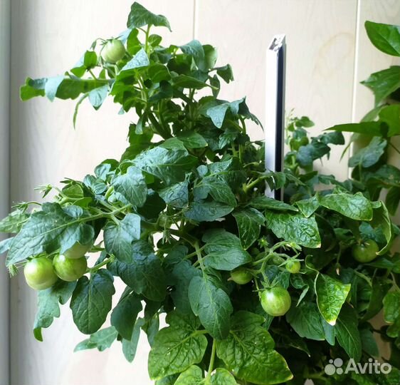 Рассада томатов комнатных