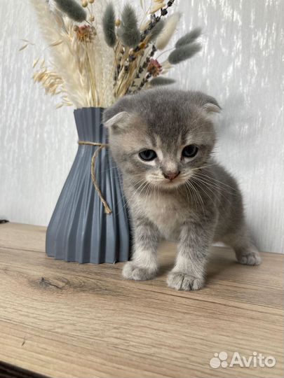 Шотладские вислоухие котята шиншилла