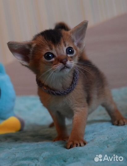 Абиссинские котята