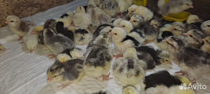 Цыплята суточные