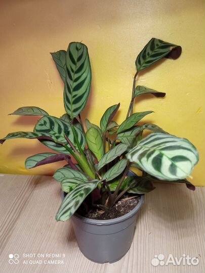 Комнатные растения