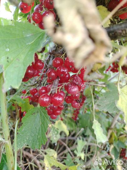 Рассада смородины и крыжовника