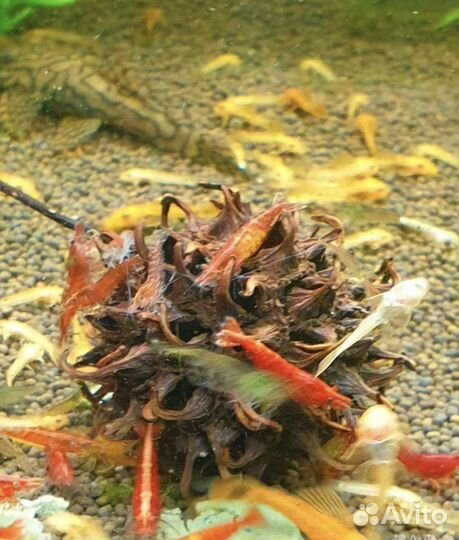 Шишки Амбрового дер., Листья Миндаля