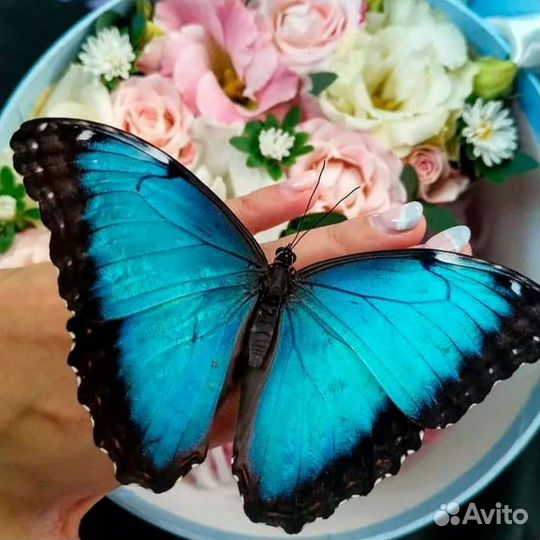 Композиции с живыми бабочками или фермы бабочек