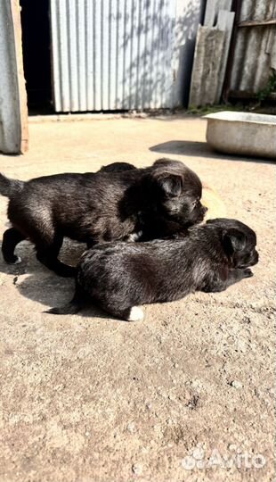 Щенки