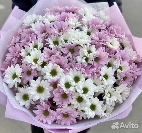 Хризантема