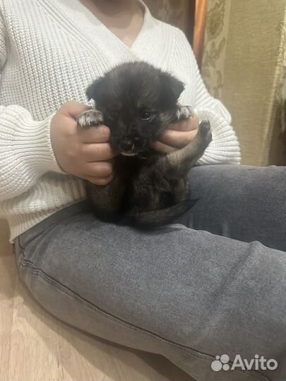 Отдам бесплатно в добрые руки