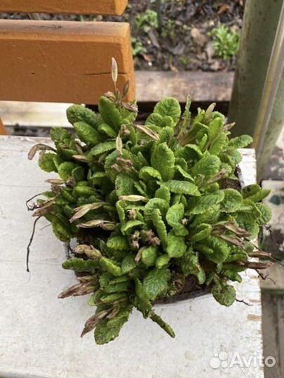 Примула, Анемона