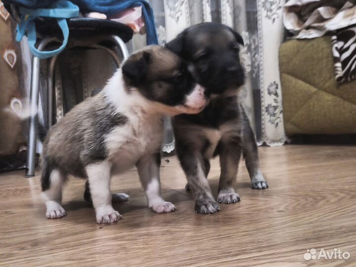 Щенки