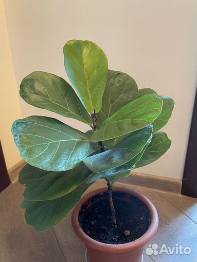 Фикус лировидный