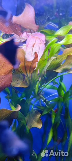 Аквариумное растение - Эхинодорус Малый медведь