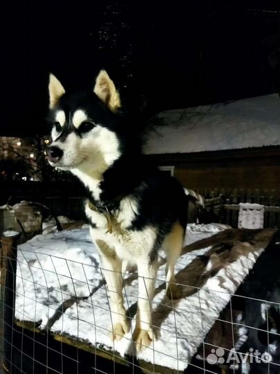 Хаски в добрые руки