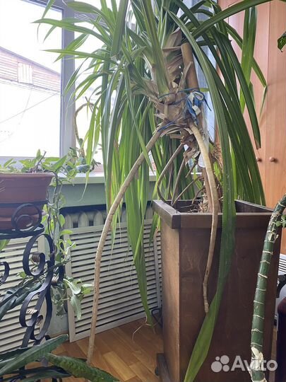 Пальма панданус