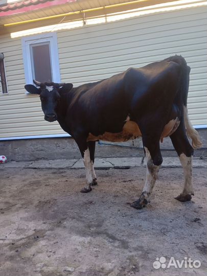 Корова стельная после первого отела